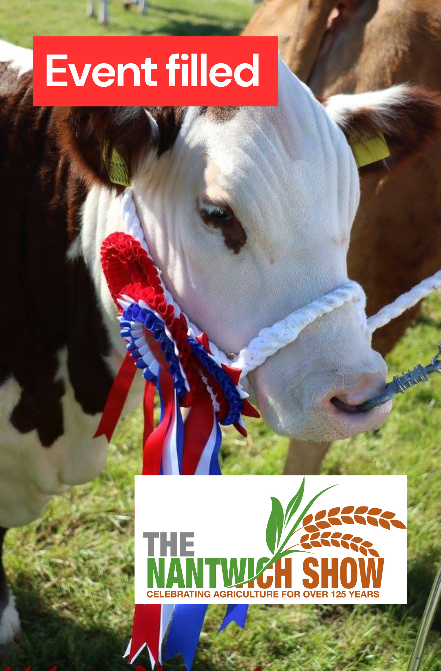 The Nantwich Show - Event Filled Graphic, featuring an image of a cow at an agricultural show, with a rosette on.