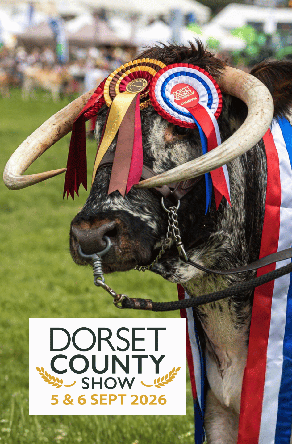 rabi-dorset-county-show-2026 Prize-winning longhorn cow decorated with champion rosettes and ribbons at the Dorset County Show, with the event logo and dates, 5 and 6 September 2026.
