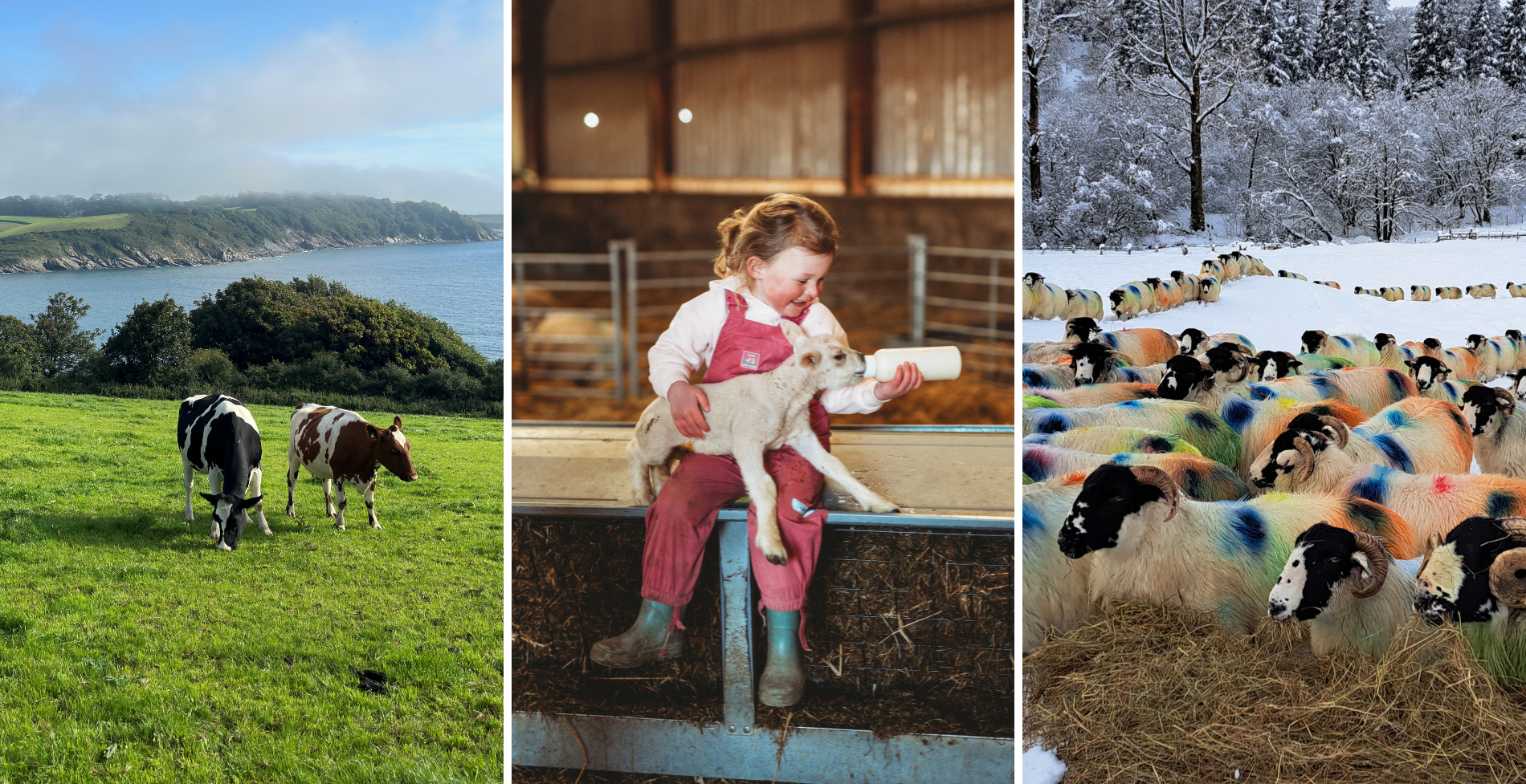 A collection of images showcasing farming life across the UK cows grazing by the coast, a young child feeding a lamb inside a barn, and a colourful flock of sheep in a snowy field.