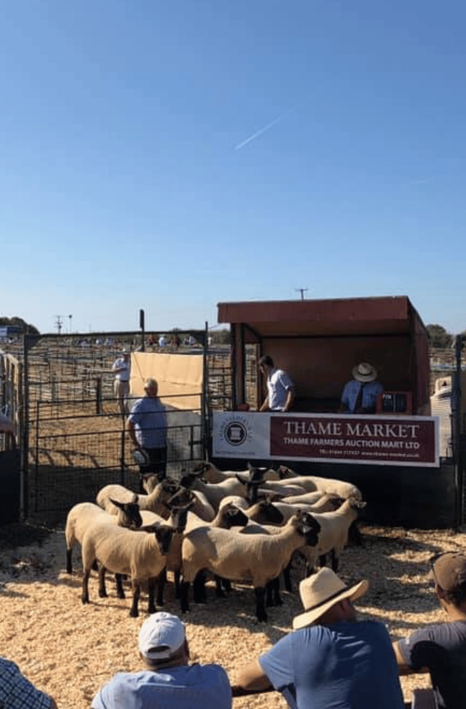 rabi-Thame Sheep Show Sheep gathered in a livestock ring during an auction at Thame Market, with spectators watching from ringside.