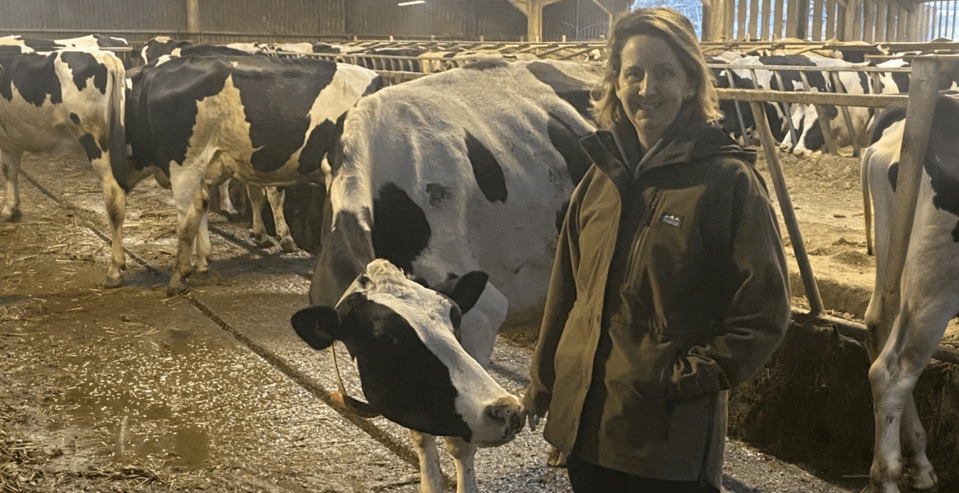 rabi-milking-event-challenge-fundraiser-2 Marie Stephenson standing beside dairy cows in a farm building.
