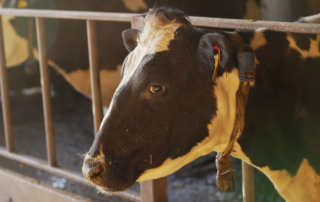 Close up image of a cow