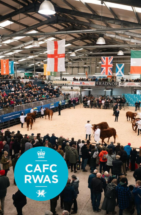 rabi-welsh-winter-fair-volunteering-recruitment Crowds gathered around a livestock judging ring at the Welsh Winter Fair, with cattle being shown beneath flags representing the home nations and the Royal Welsh Agricultural Society logo displayed in the foreground.
